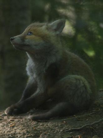 LE TEMPS DES ANIMAUX